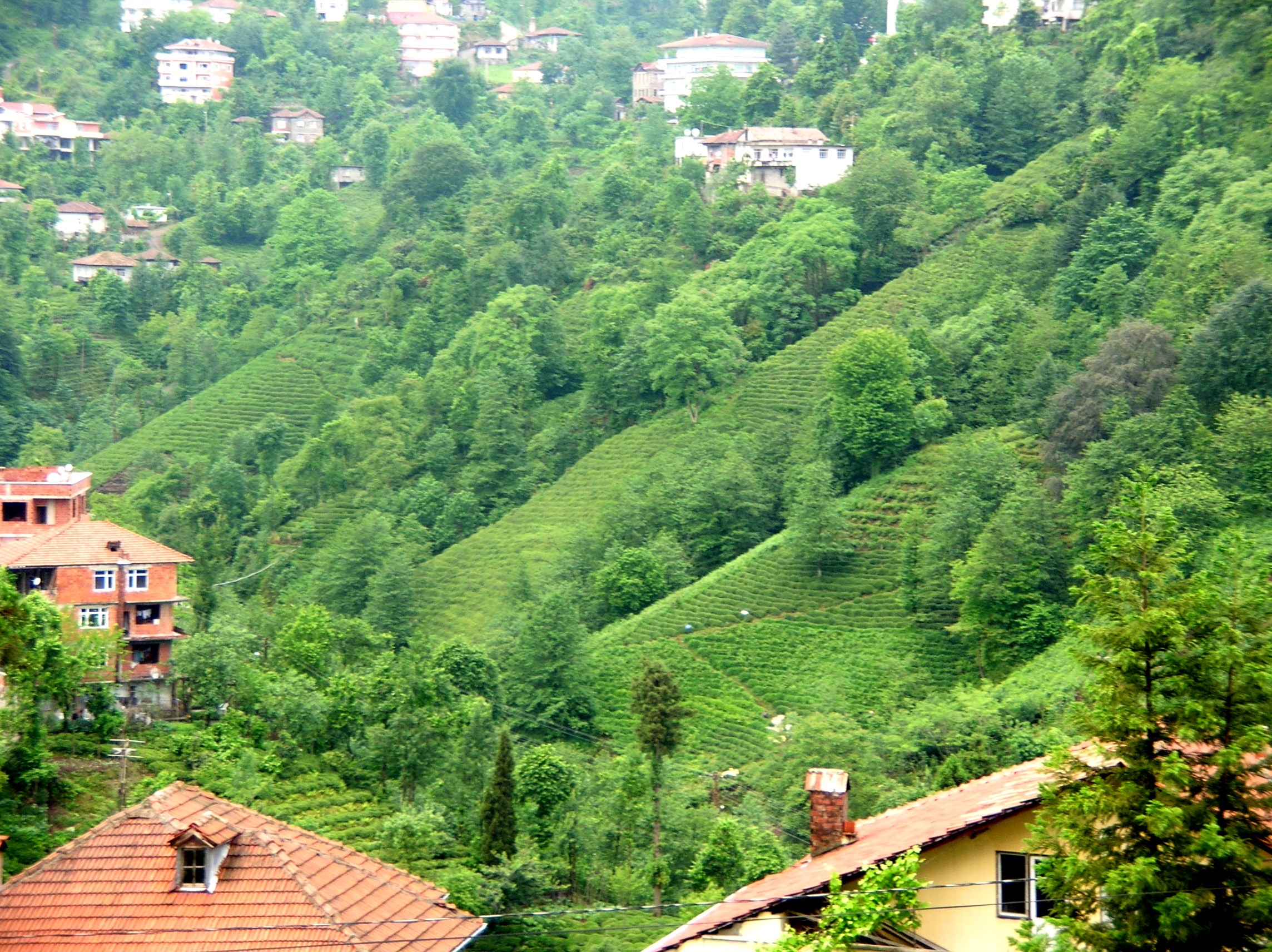 Rize'deki çay bahçelerinin 2006 tarihli fotoğrafı; Zihni Derin'in kişisel portresi değildir